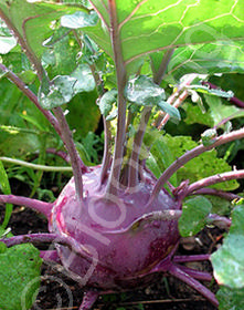 Brassica oleracea 'Dyna'